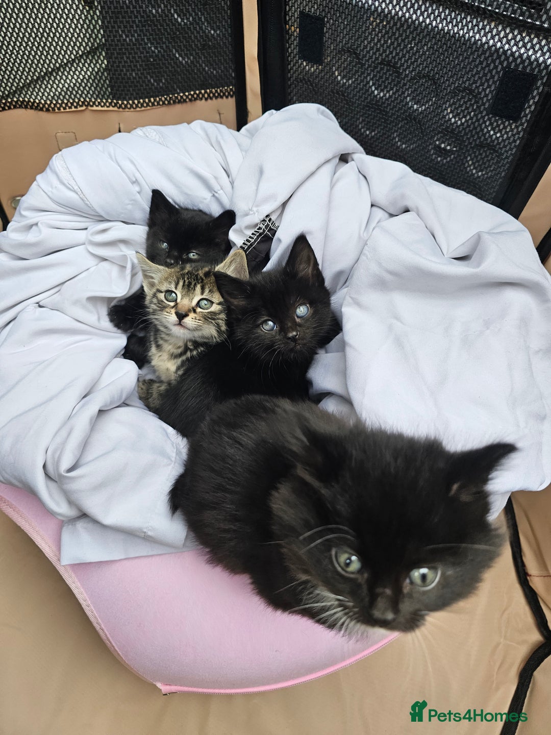 Mixed Breed cats for sale: 4 Gorgeous Bombay-Heritage Kittens- Litter Trained - Advert 4