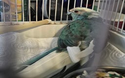 Cockatiels birds for sale: Blue Make kakariki and 3 Cockatiels  - Image 1