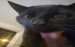 British Shorthair cats for sale: Cat for Free As Long As It's A Good Home! - Advert 6