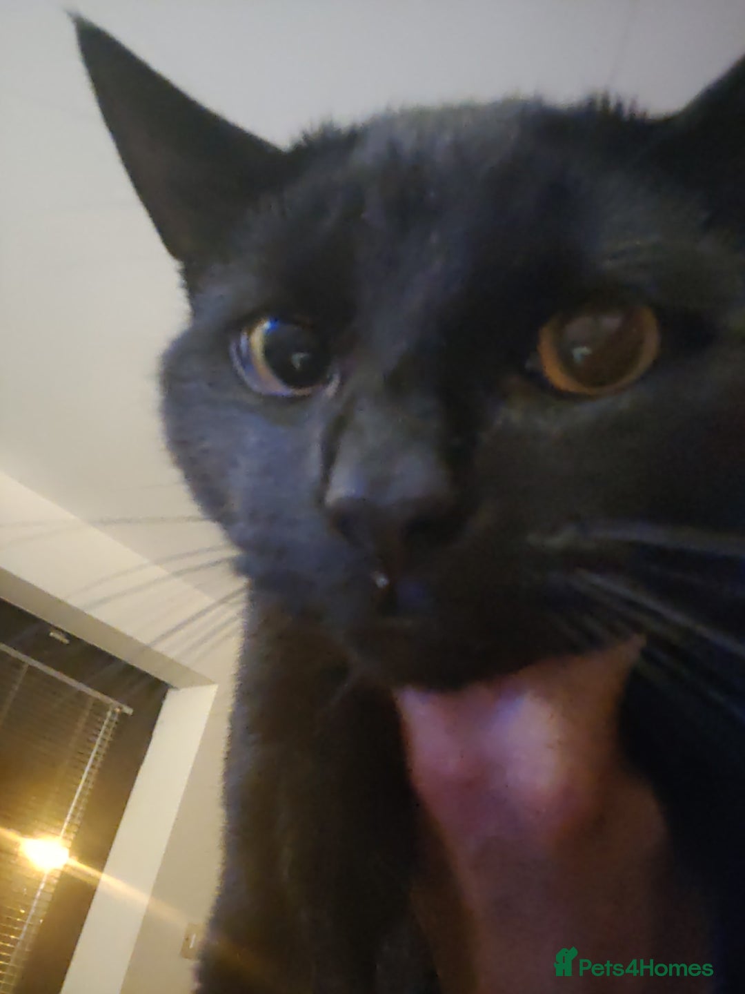 British Shorthair cats for sale: Cat for Free As Long As It's A Good Home! - Advert 6