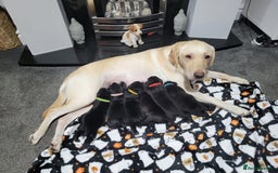 Labrador Retriever dogs for sale: Labrador puppies - Advert 1
