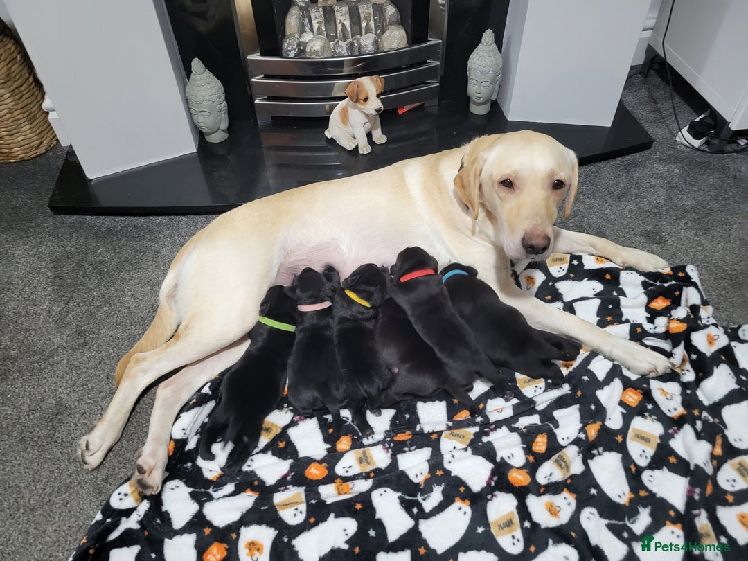 Labrador Retriever dogs for sale: Labrador puppies - Advert 1