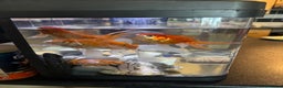 Goldfish fish for sale: Beautiful and healthy goldfish  - Advert 4