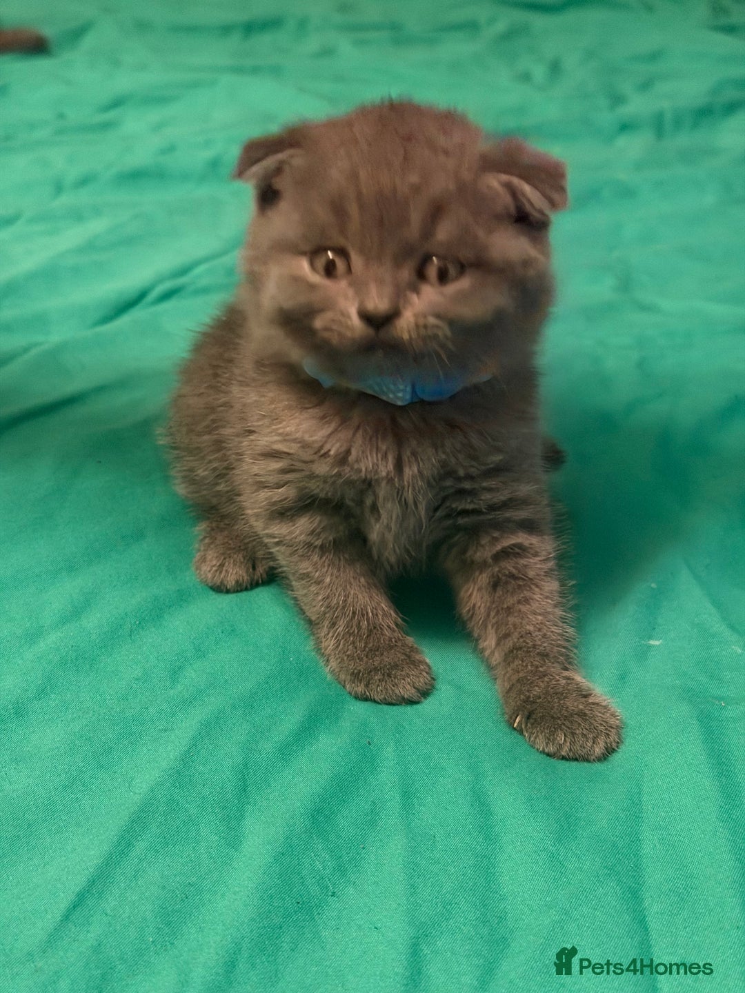 Scottish Fold cats for sale: Scottish fold kittens - Advert 16