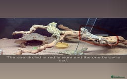 Dragon reptiles for sale: Viticans dragon - Image 23