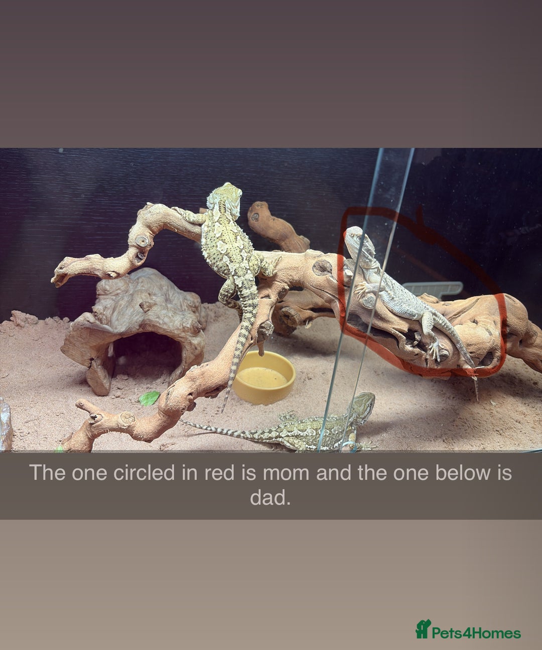 Dragon reptiles for sale: Viticans dragon - Image 23