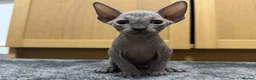 Sphynx cats for sale: Sphynx kitten Tica acctive - Advert 10