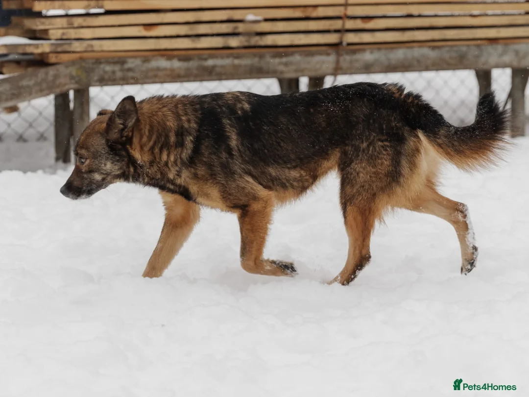 Mixed Breed dogs for adoption: ❤️Mona❤️3 yo soft and lively girl medium,knee size - Advert 6