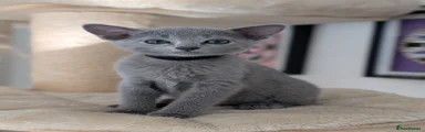 Russian Blue Kitten 2