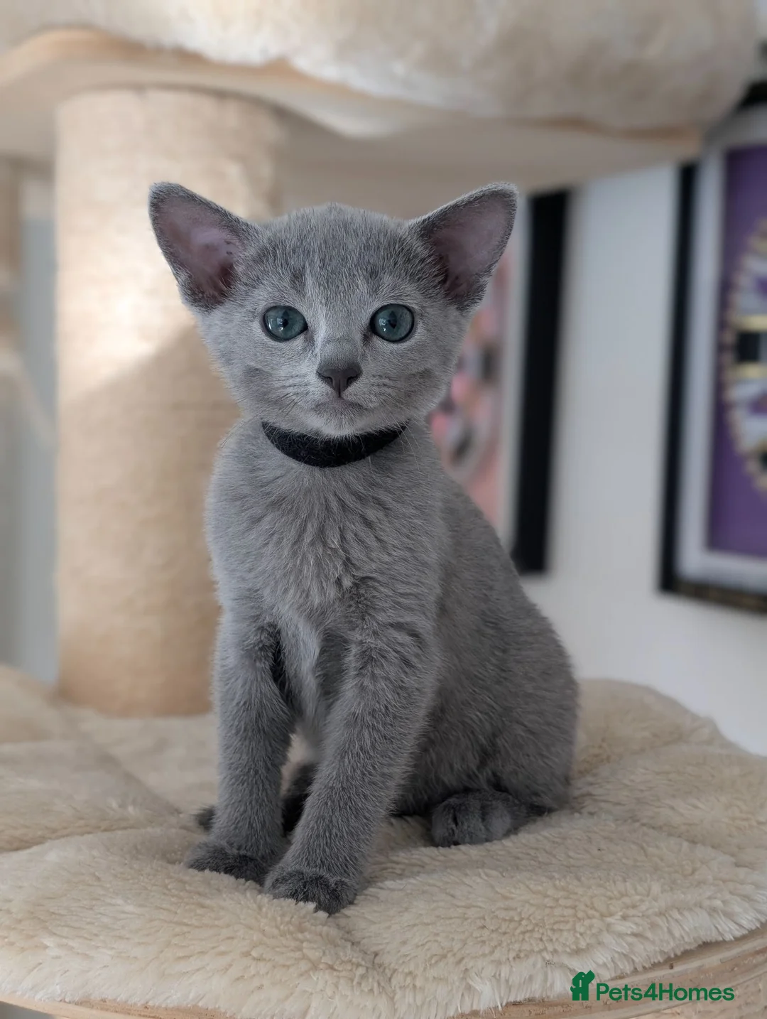 Russian Blue cats for sale: Stunning Full Pedigree Russian Blue  - Advert 25
