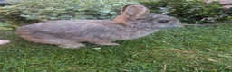 Netherland Dwarf rabbits for sale: Beautiful friend rabbit  - Advert 1