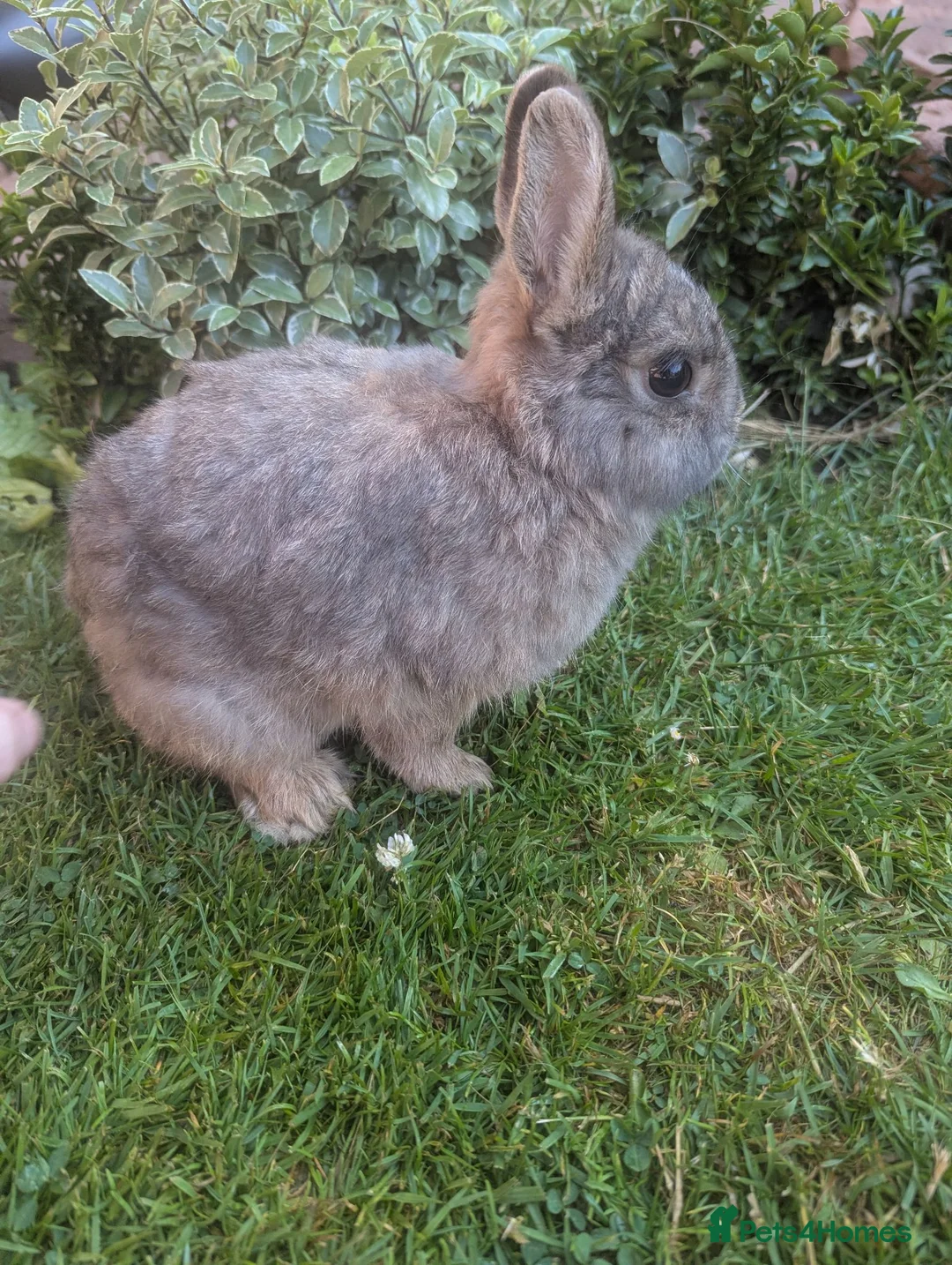 Netherland Dwarf rabbits for sale: Beautiful friend rabbit  - Advert 1