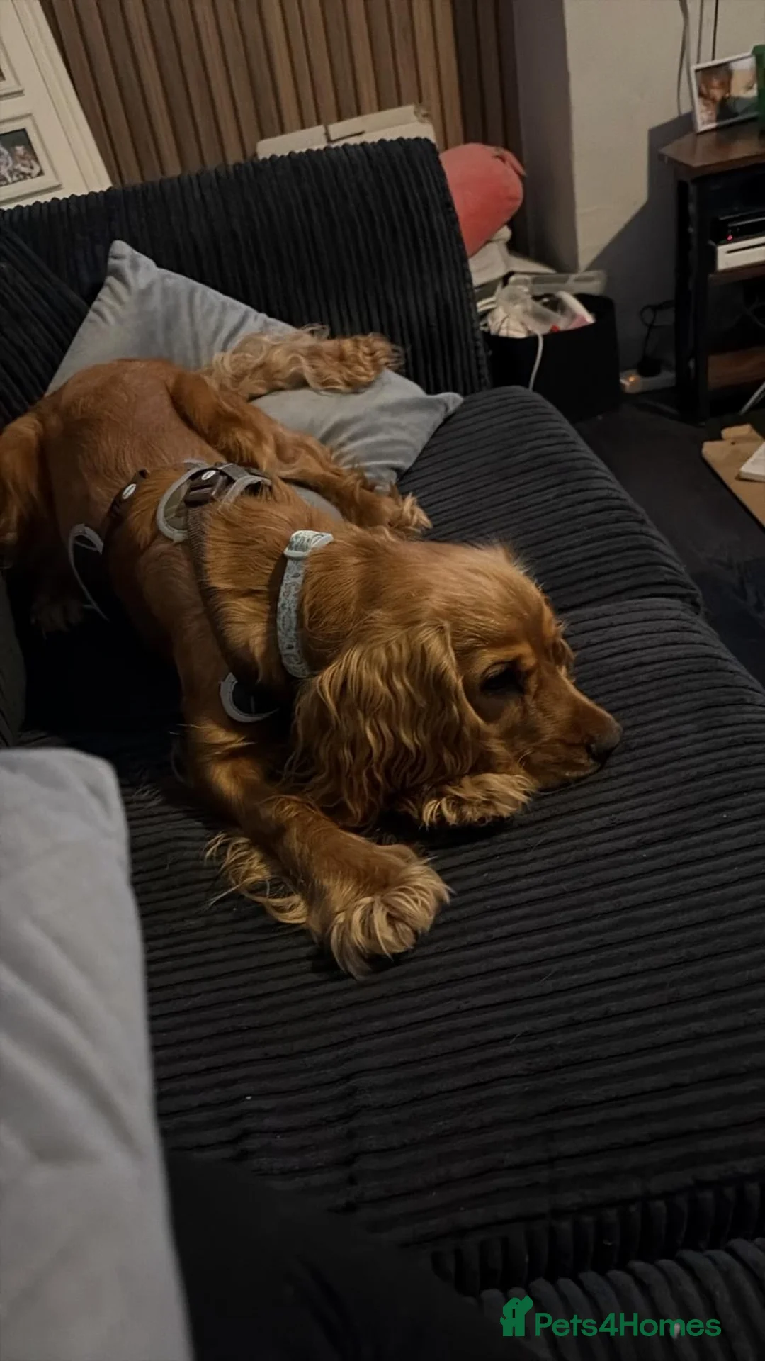 Cocker Spaniel dogs for sale: 12 month cocker spaniel  in Witney - Advert 1