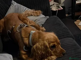 Cocker Spaniel dogs 12 month cocker spaniel in Witney - Advert 1