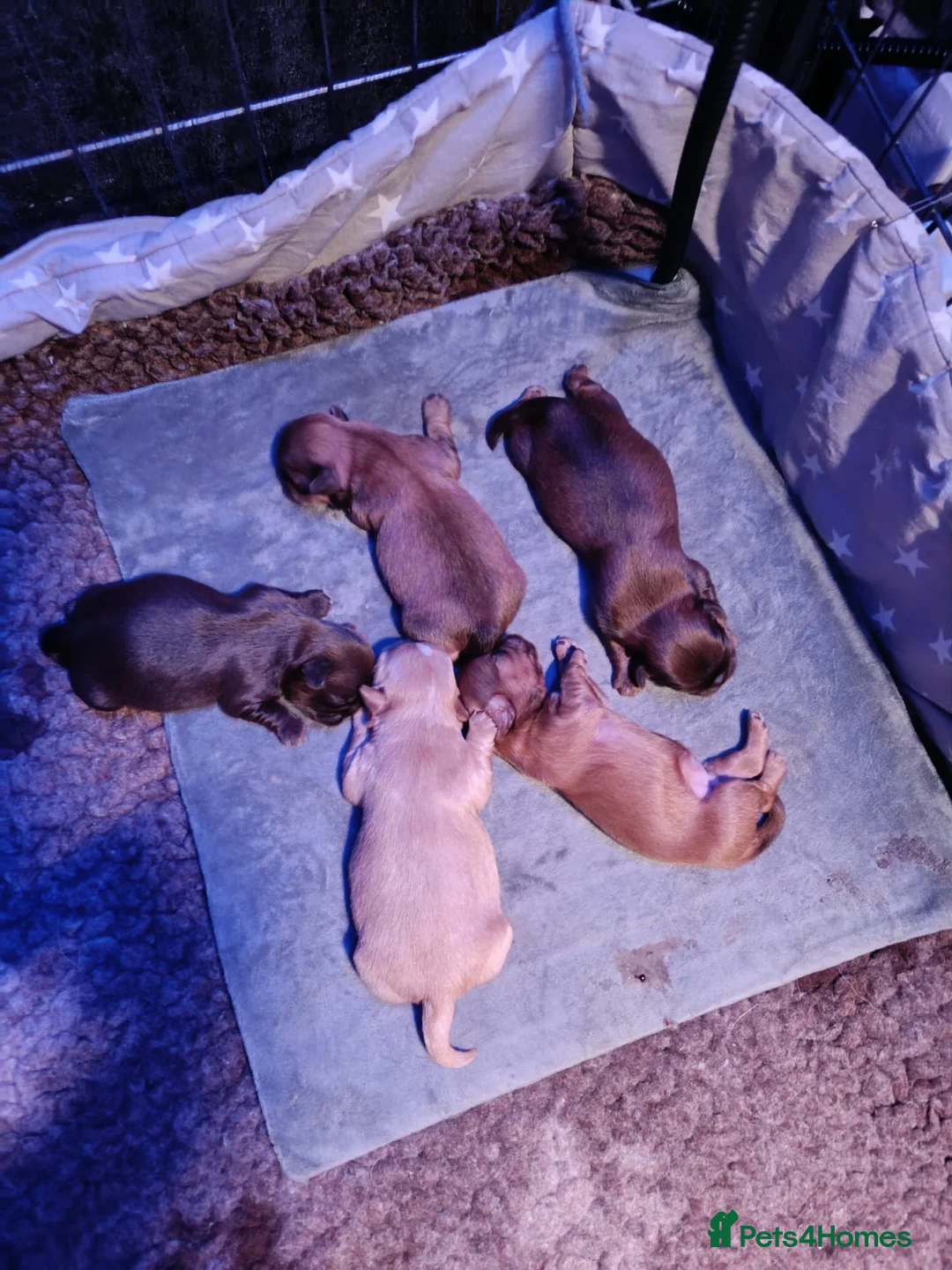 Shih Tzu dogs for sale: Imperial shih-tzus one cream boy left - Advert 7