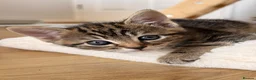 Mixed Breed cats for sale: Gorgeous Tabby Kittens - Advert 8