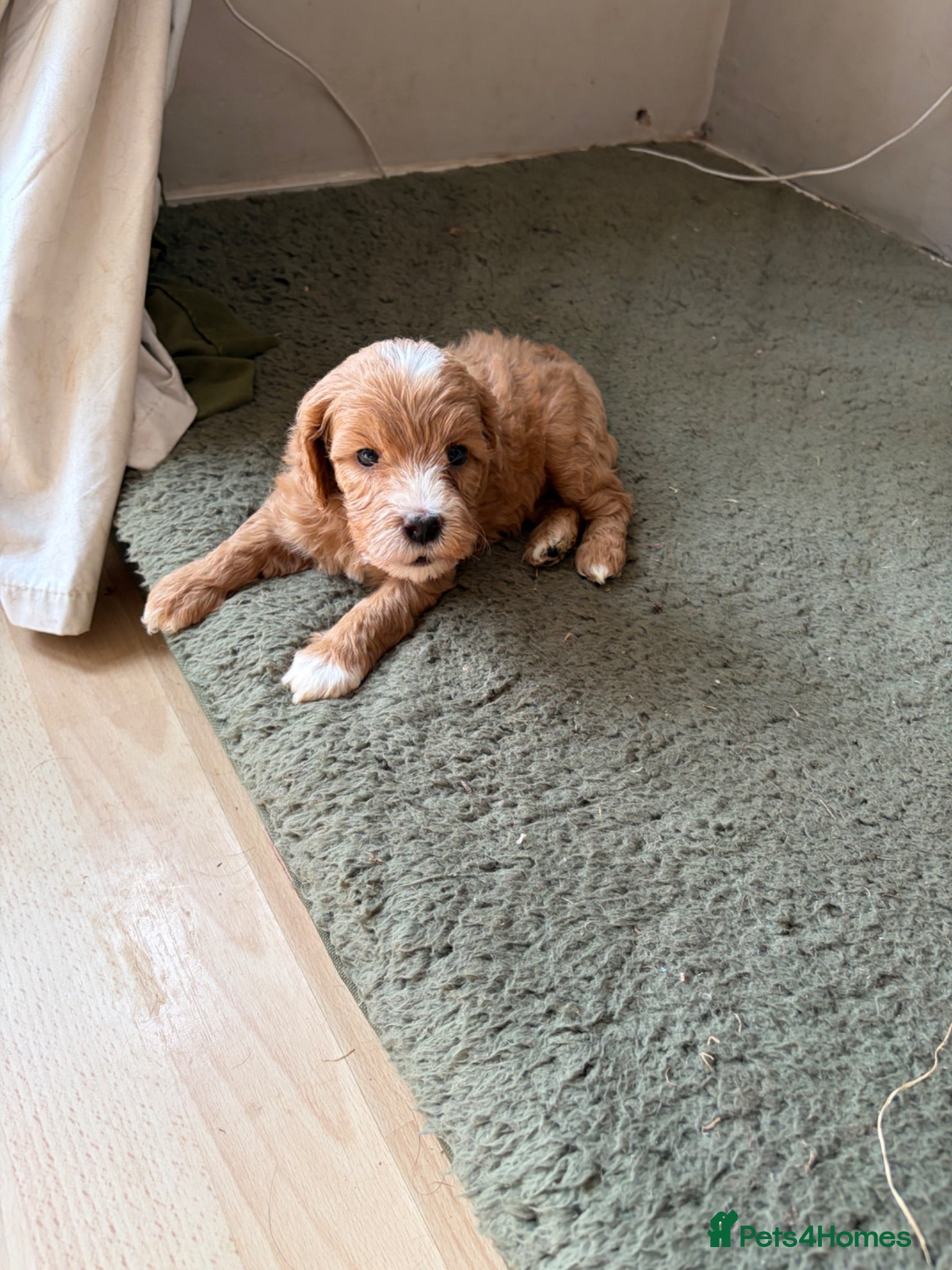 Cavapoo dogs Gorgeous F1B Cavapoo puppies - Advert 2