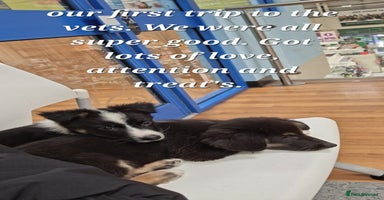 Border Collie dogs Stunning little litter of border collies  - Advert 14