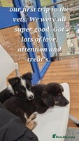 Border Collie dogs Stunning little litter of border collies - Advert 6