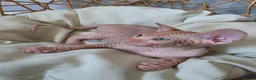 Sphynx cats for sale: Beautiful Canadian Sphynx Kittens Available 💎 - Advert 21