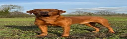 Labrador Retriever dogs for stud: Perfect 0/0 Hips & Elbows Dark Fox Red Labrador ⭐️ - Advert 9
