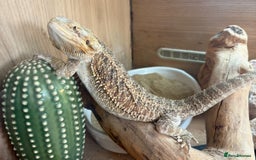Bearded Dragon reptiles for sale: 1yo bearded dragon  - Image 4