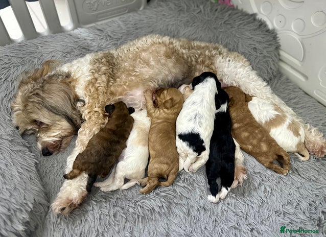 Mixed Breed dogs - Advert 1