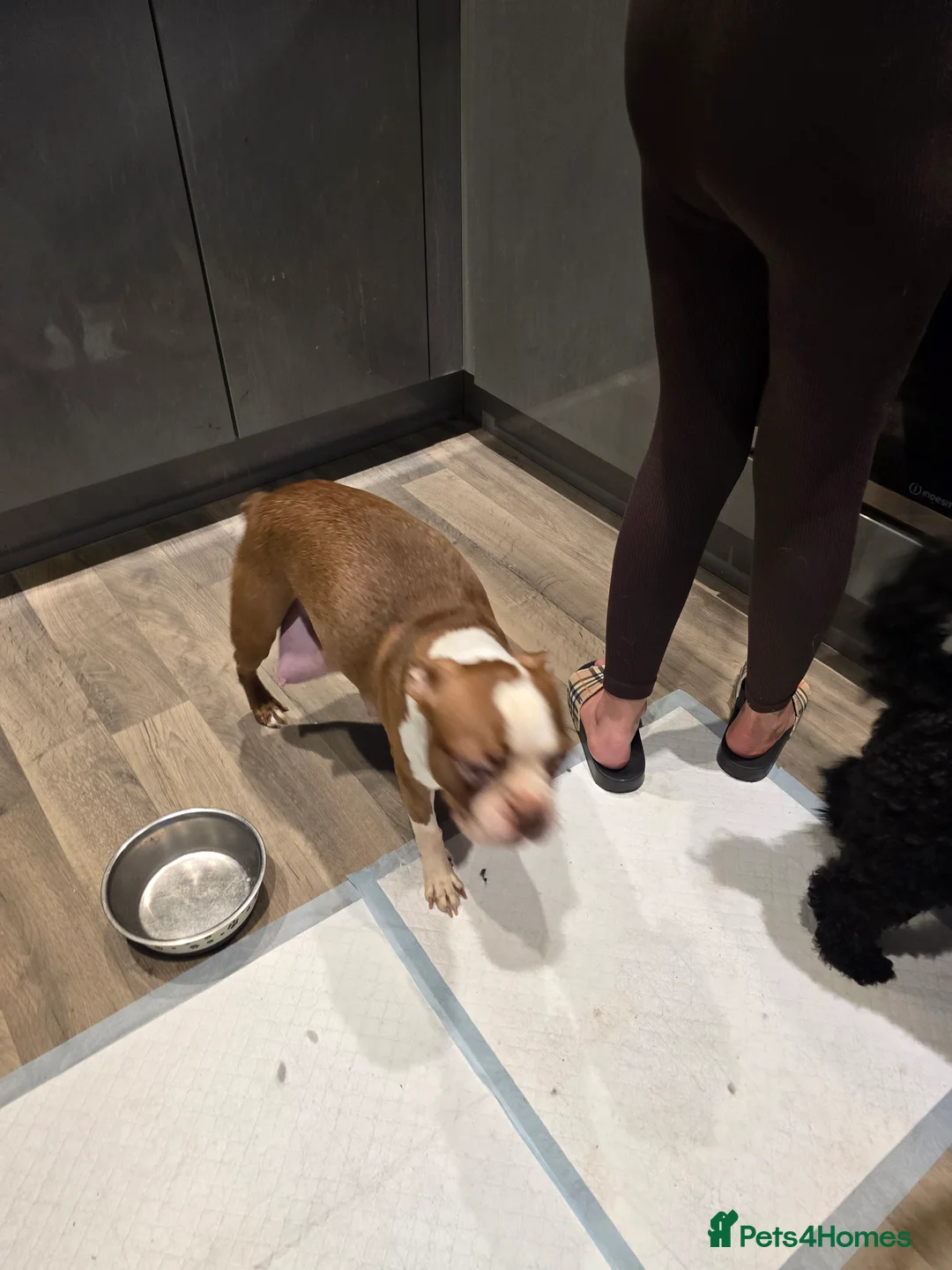 Boston Terrier dogs for sale: BEAUTIFUL BOSTON TERRIER PUPS  - Advert 20