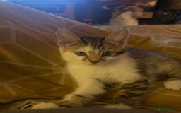 Mixed Breed cats for sale: 2 kittens for sale  - Image 1