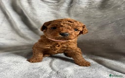 Toy Poodle dogs for sale: Beautiful Red Poodle Puppies - Image 7