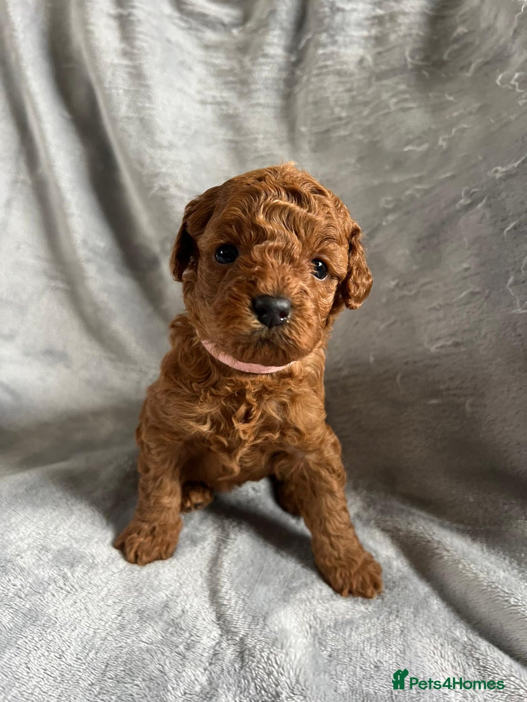Toy Poodle dogs for sale: Beautiful Red Poodle Puppies - Image 7