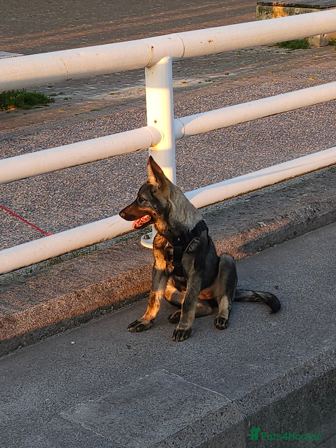 Mixed Breed dogs for sale: Czechoslovakian wolfdog  - Advert 4