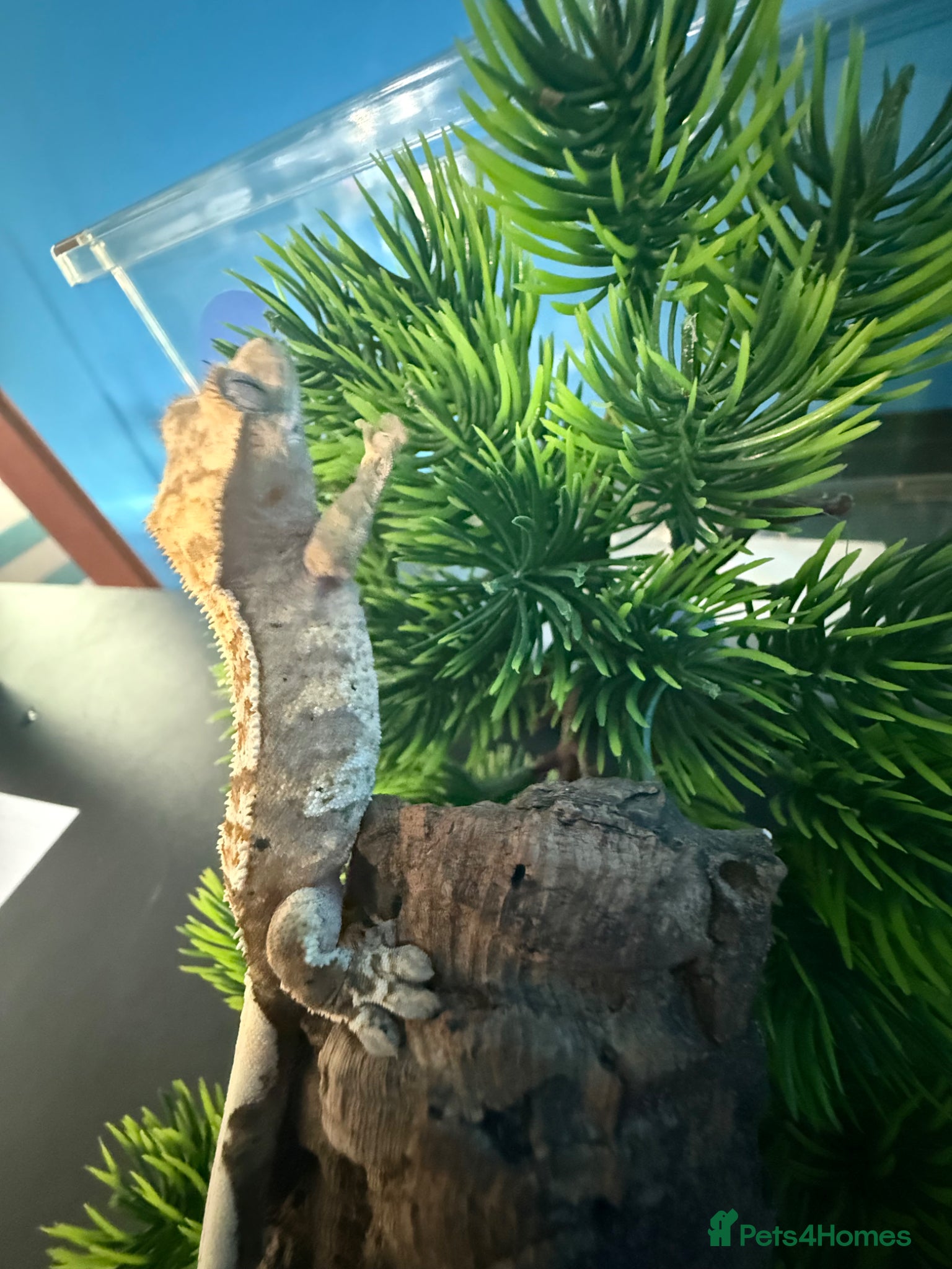 Gecko reptiles 🔥 1 YEAR OLD CRESTED GECKOS – READY TO GO 🔥 - Advert 2