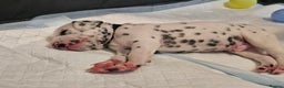 Dalmatian dogs for sale: beautiful dalmatian puppies - Advert 22