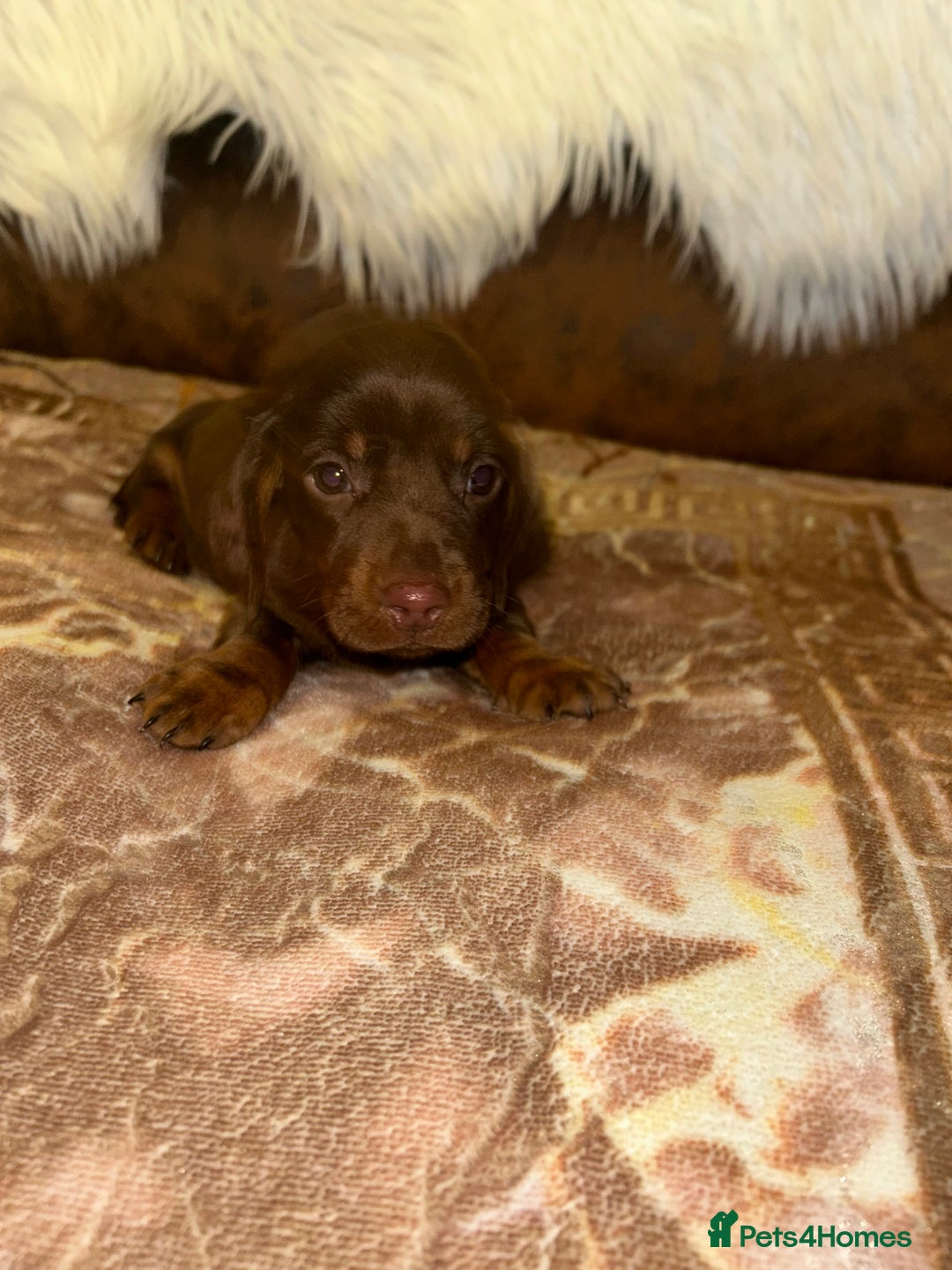 Miniature Dachshund dogs for sale: Miniature Dachshund Puppies - Advert 7