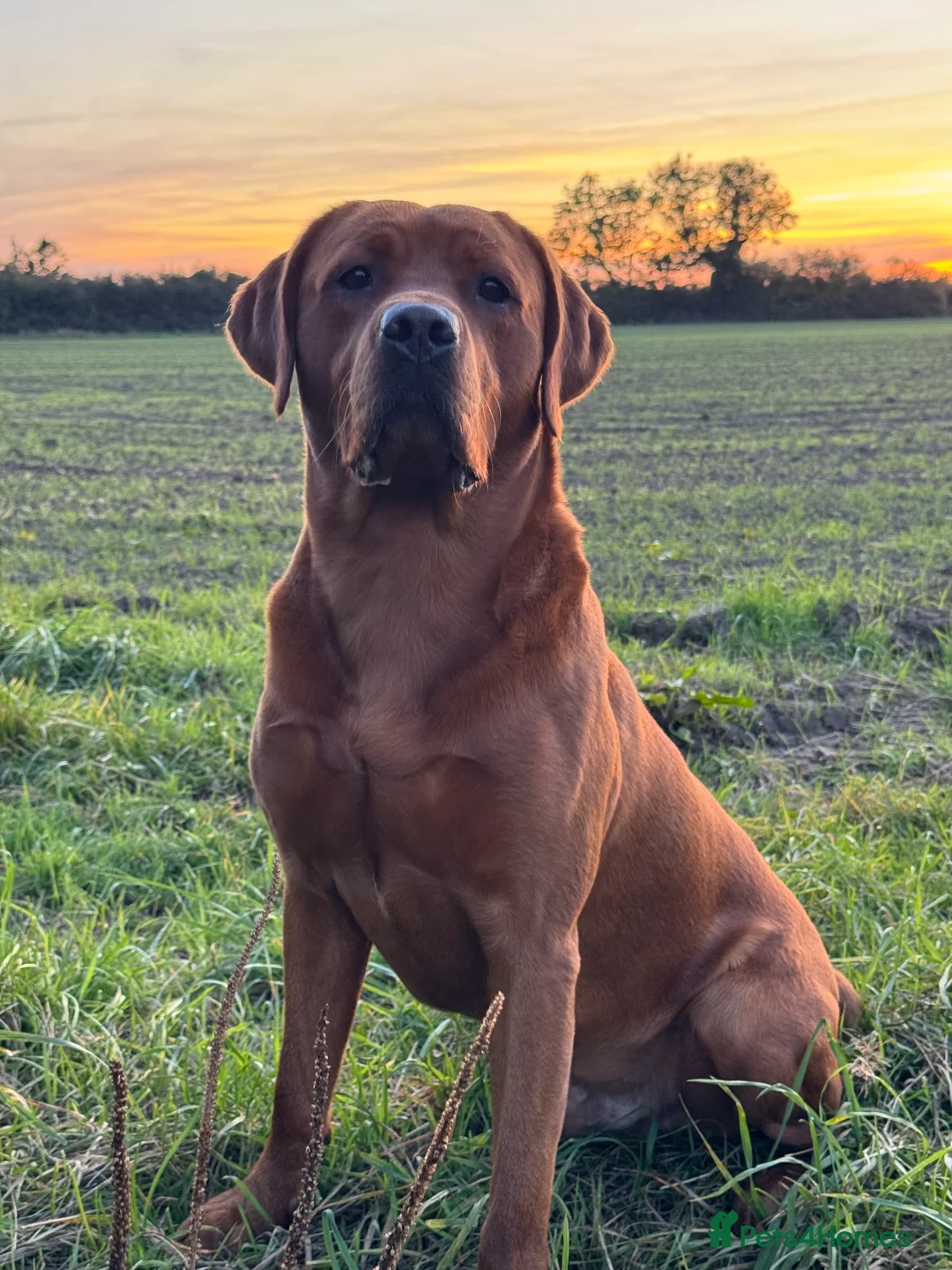 Labrador Retriever dogs for stud: Perfect 0/0 Hips & Elbows Dark Fox Red Labrador ⭐️ - Advert 15