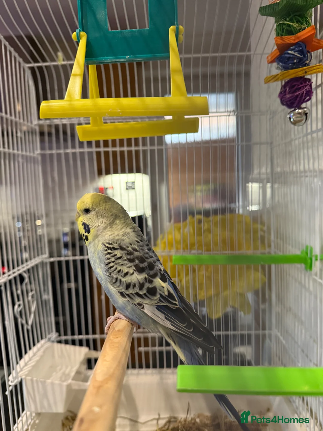 Budgerigars birds for sale: Beautiful young budgie with cage/accessories in Warwick - Advert 4