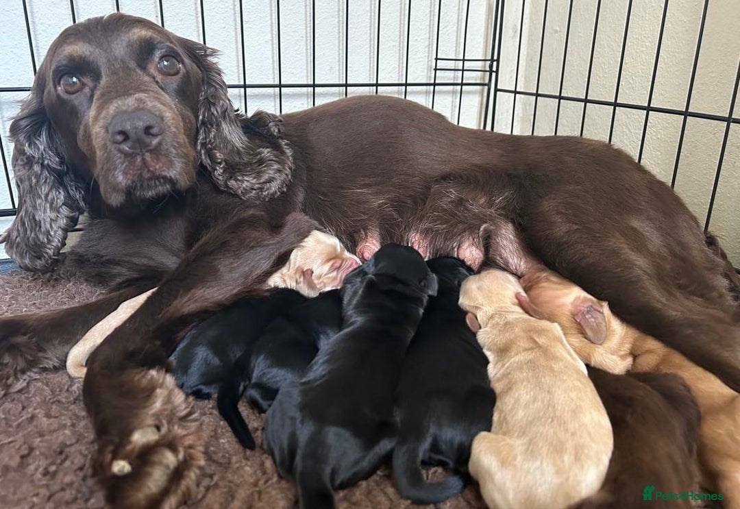 Sprocker dogs for sale: Cocker spaniel pups  - Image 5
