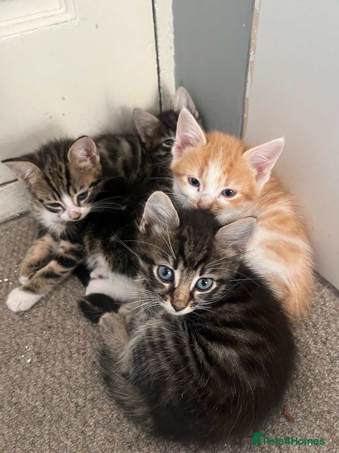 British Shorthair cats for sale: Kittens for sale  - Image 12