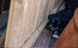 Lhasa Apso dogs for sale: Rare 5* Kyi-Leo Puppies ready for loving homes NOW - Image 15