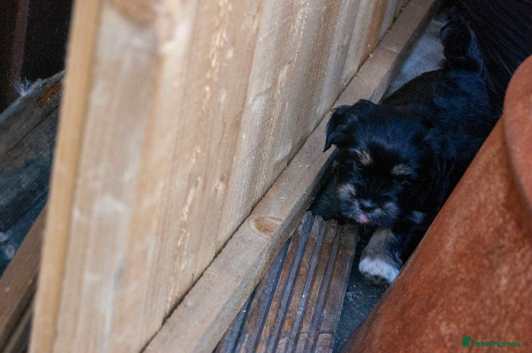 Lhasa Apso dogs for sale: Rare 5* Kyi-Leo Puppies ready for loving homes NOW - Image 15