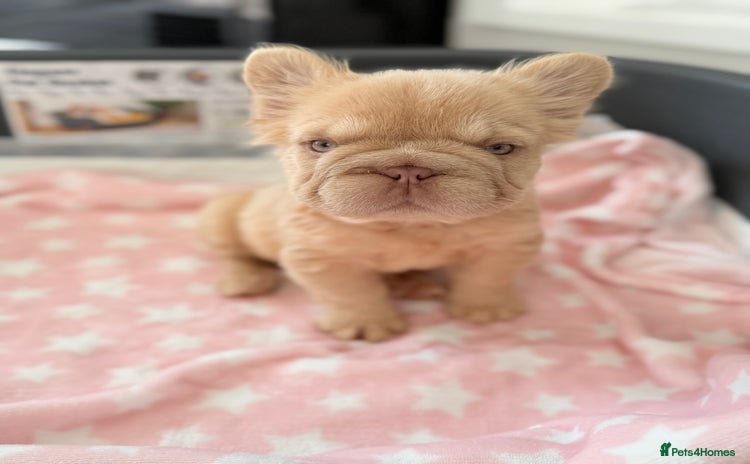 French Bulldog dogs - Advert 15