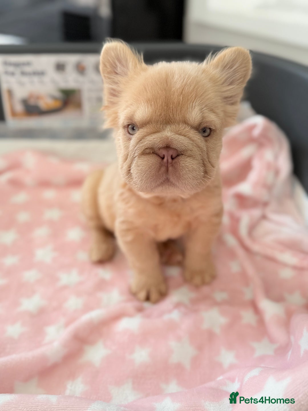 French Bulldog dogs for sale: Visual fluffy French bulldog PUPPYS REDUCED  - Image 4