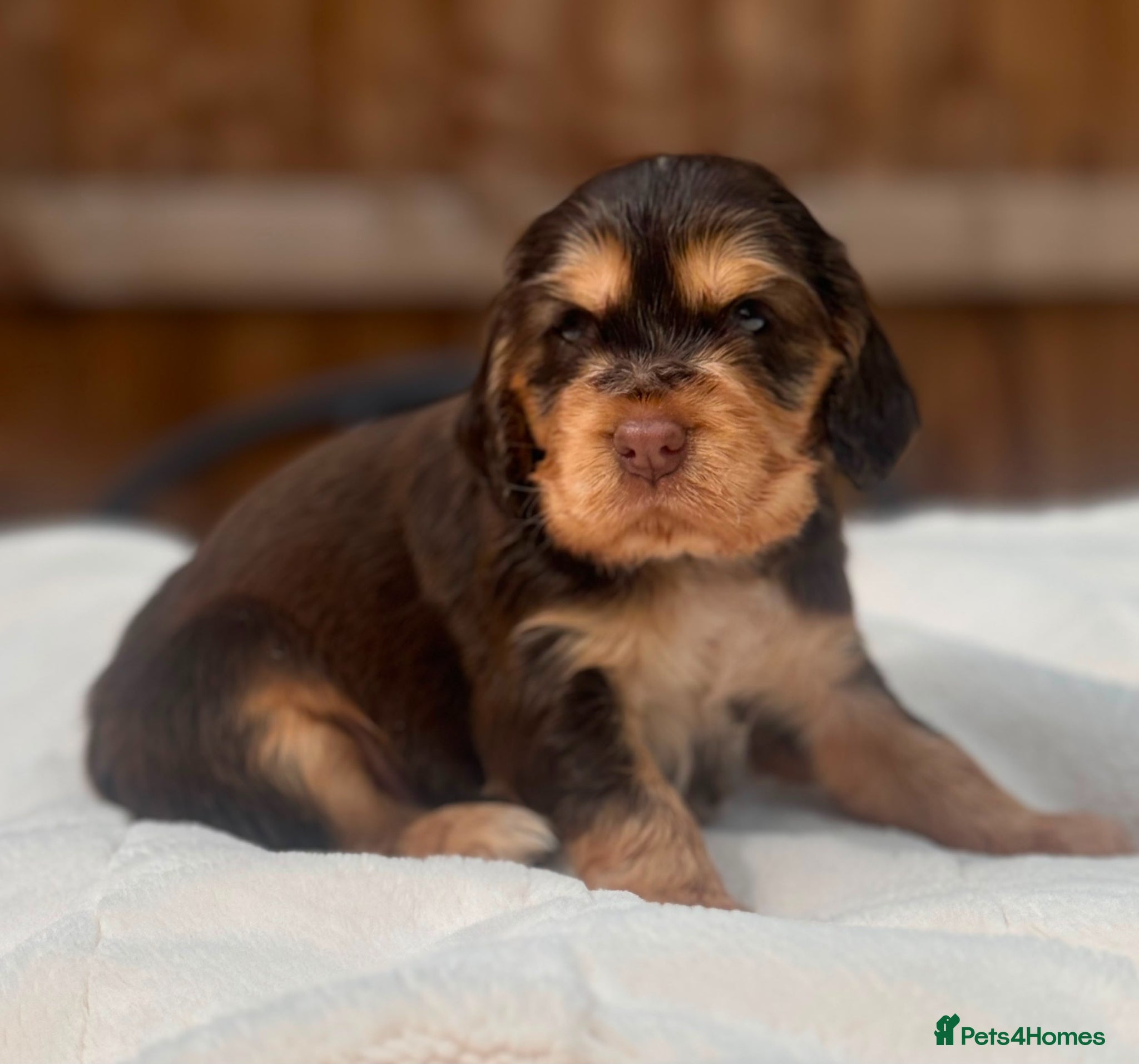 Cocker Spaniel dogs 🩷💜 ADORABLE KC HEALTH TESTED PAR SHOW COCKERS - Advert 2