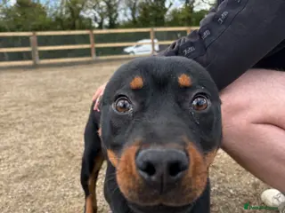 Rottweiler dogs Rottweiler puppy (male) - Advert 14