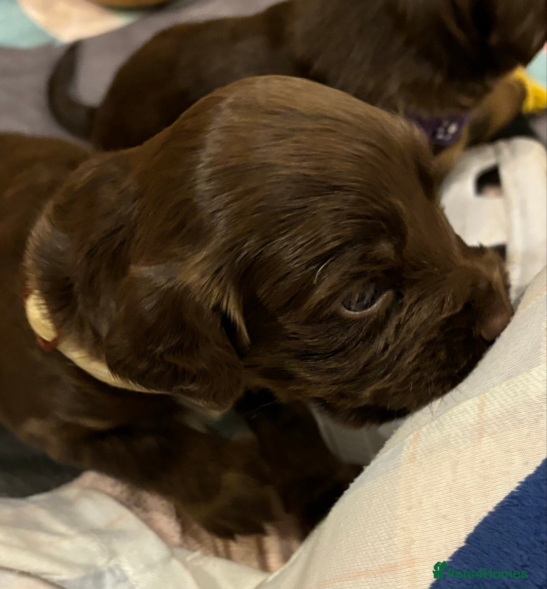 Cocker Spaniel dogs for sale: Beautiful Cocker Spaniel Puppies - Advert 18