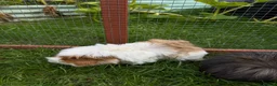 Guinea Pig rodents for sale: Brothers bonded in Carterton - Advert 4