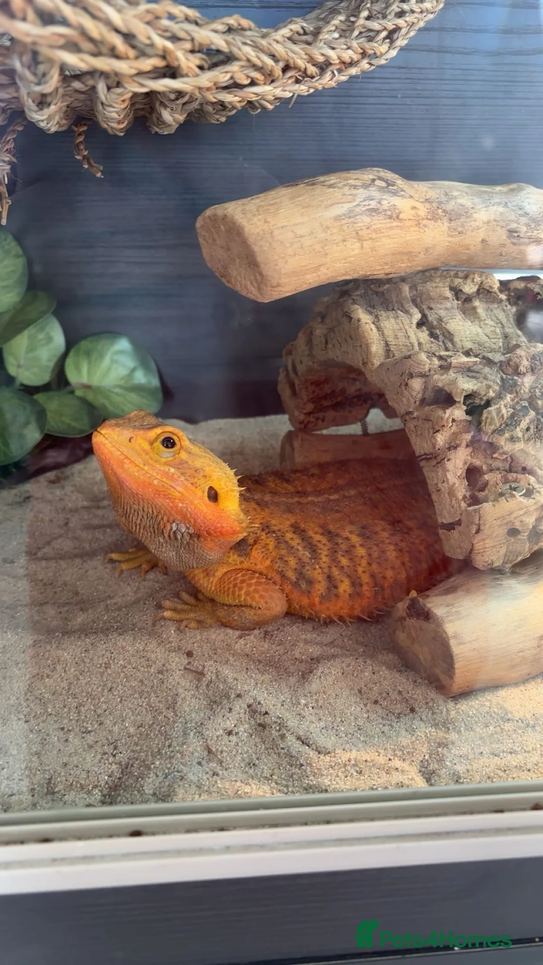 Bearded Dragon reptiles for sale: Beautiful Bearded Dragon Female - Advert 5