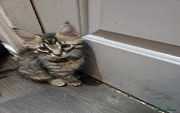 Maine Coon cats for sale: Maine Coon (parents not registered - family pet) - Image 14