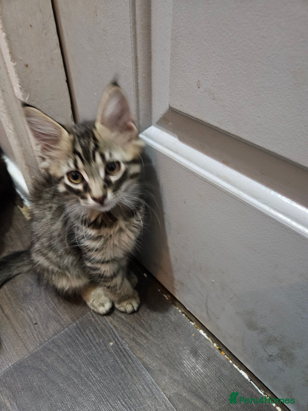 Maine Coon cats for sale: Maine Coon (parents not registered - family pet) - Image 14